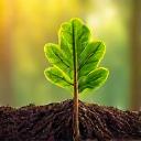 Jaunas, augantis ąžuolo daigas, simbolizuojantis tvarumą ir gamtos harmoniją